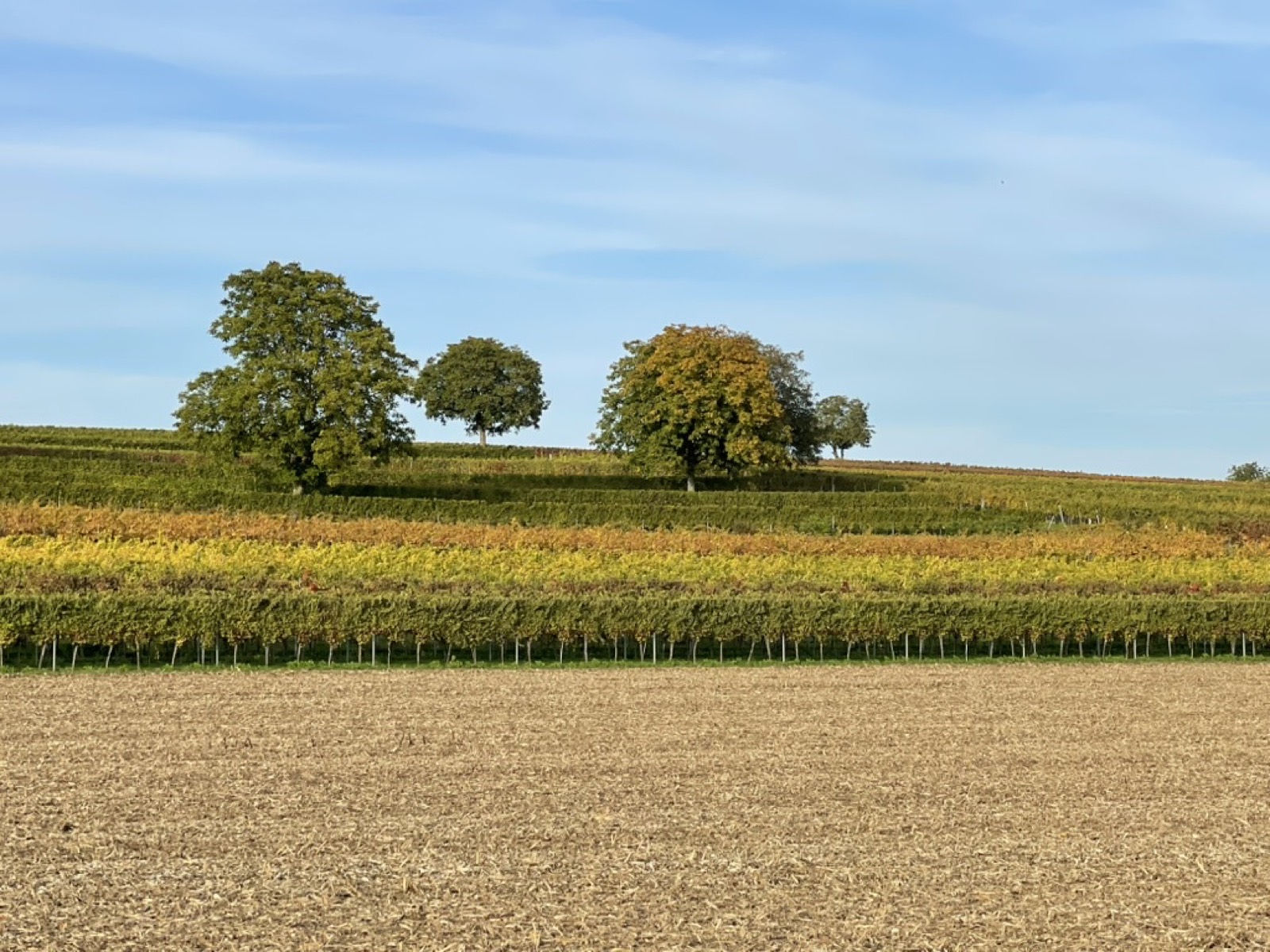 Weinberge und Kulinarik